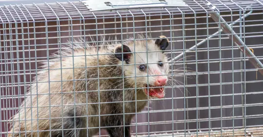 DIY Wildlife Removal