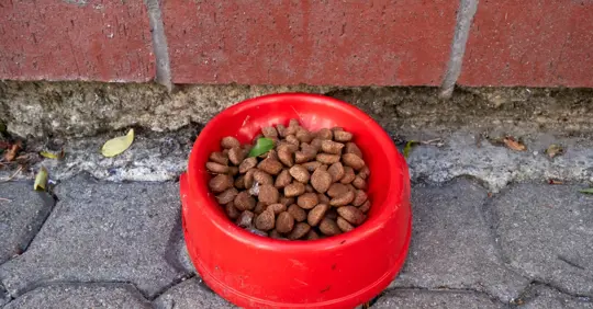 Pet Food Left Outside
