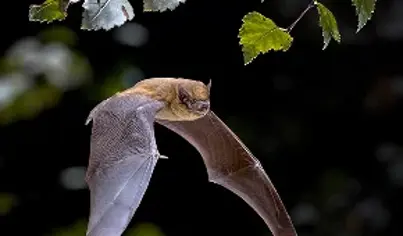 Bat Control