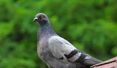 Bird Control