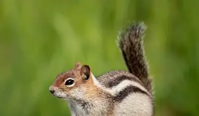 Chipmunk Removal