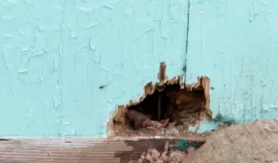 Wildlife Damage Repair