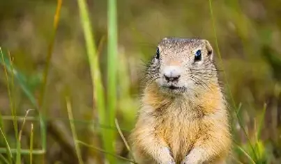 Gopher Control