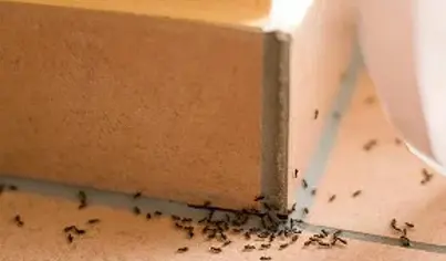 Pest Control