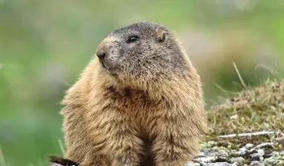 Marmot Removal