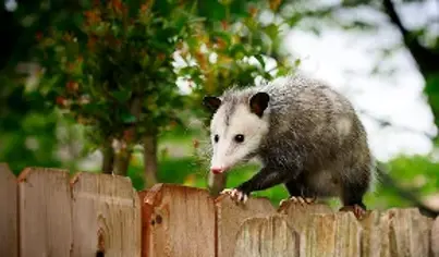 Opossum Removal