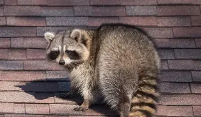 Raccoon Control