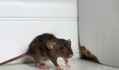Rat Control