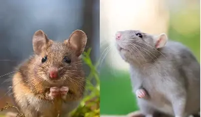 Rodent Control