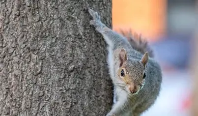 Wildlife Removal