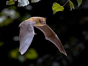 Bat Control