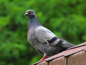 Bird Control