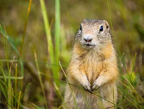 Gopher Control