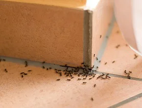 Pest Control