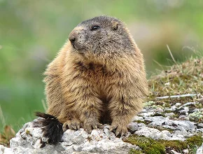 Marmot Removal