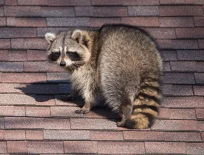 Wildlife Removal
