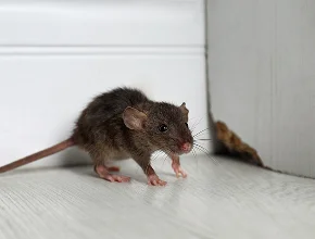 Rodent Control