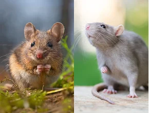 Rodent Control