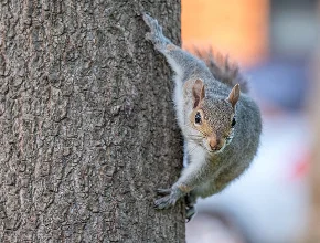 Wildlife Removal